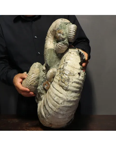 Ammonite Douvilleiceras Gigante