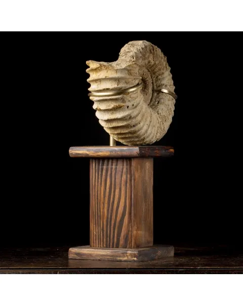 Ammonite Douvilleiceras Gigante