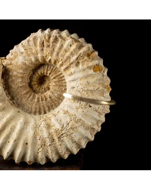 Ammonite Douvilleiceras Gigante