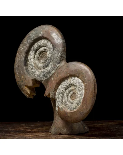 Ammoniti Goniatiti