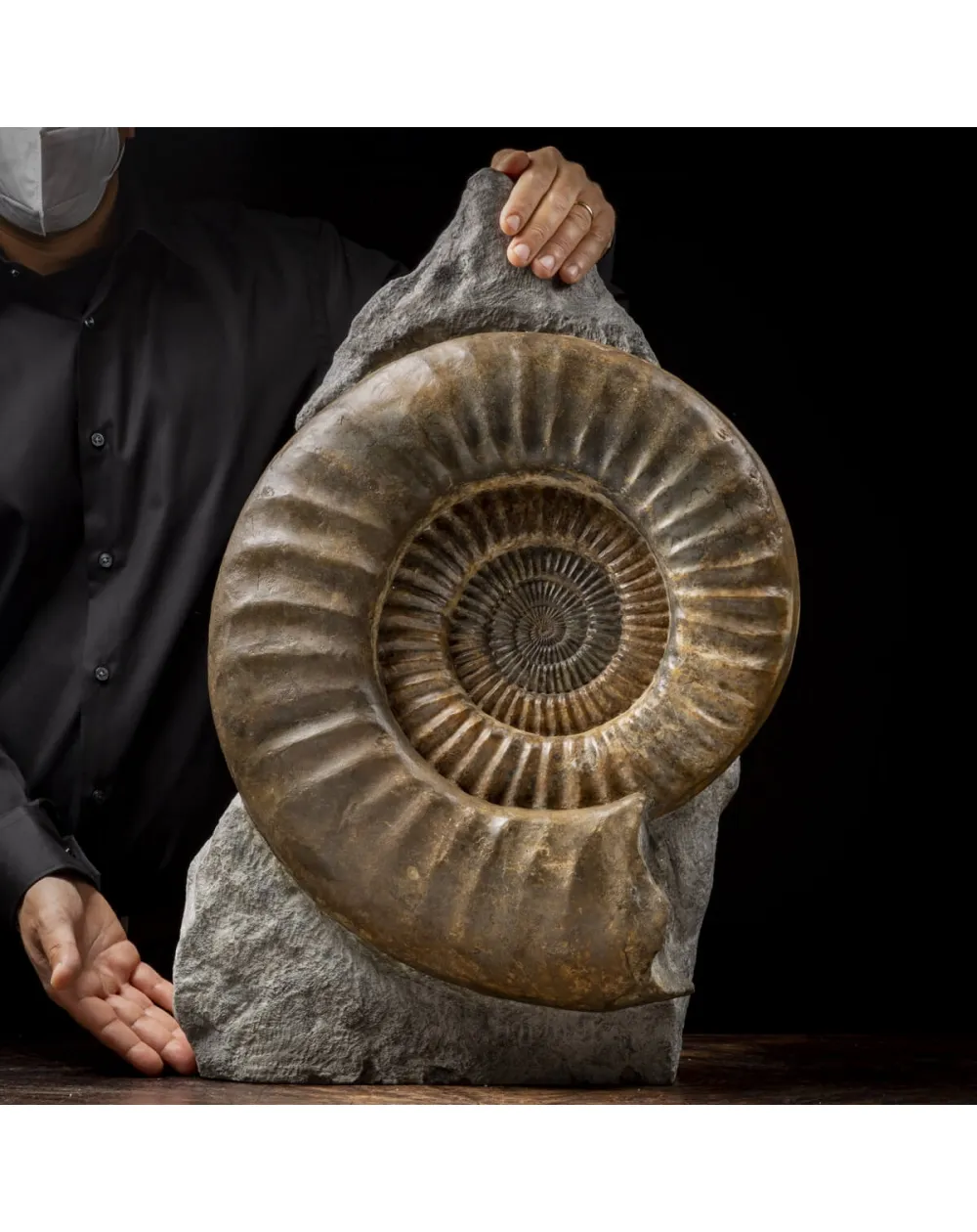 Ammonite Arietites Bucklandi