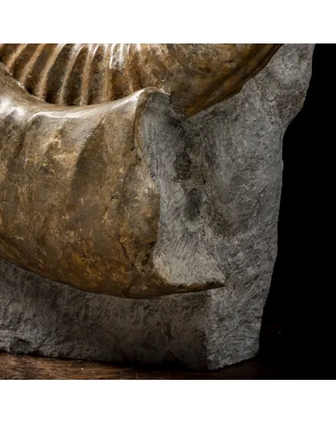 Ammonite Arietites Bucklandi