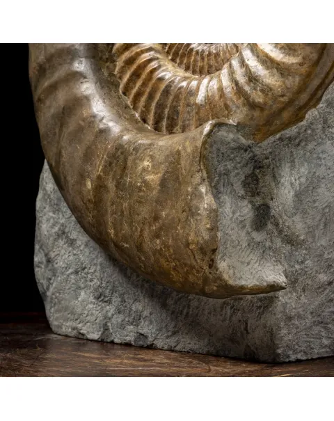 Ammonite Arietites Bucklandi