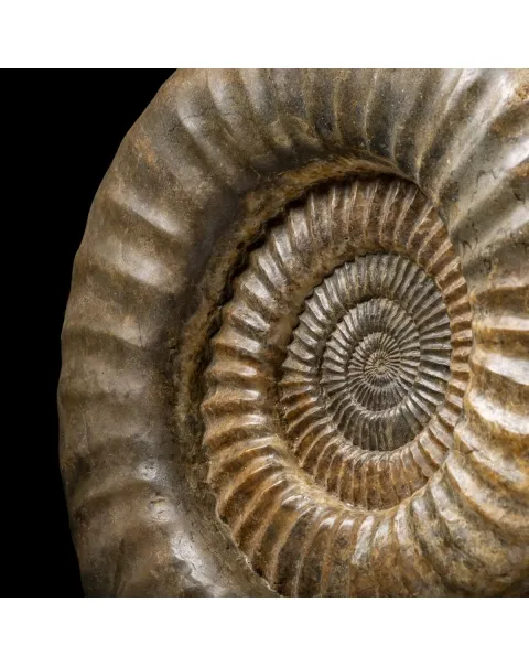 Ammonite Arietites Bucklandi