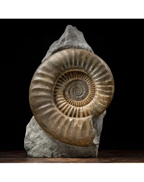 Ammonite Arietites Bucklandi