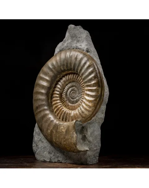 Ammonite Arietites Bucklandi