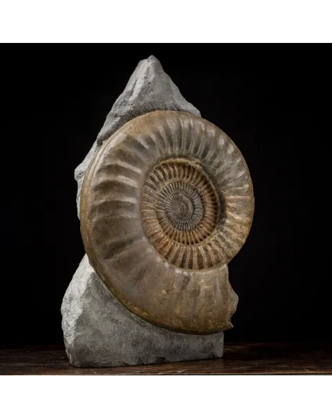 Ammonite Arietites Bucklandi