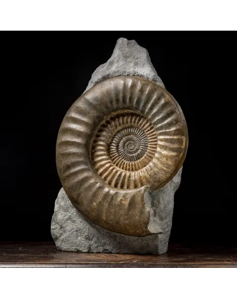 Ammonite Arietites Bucklandi