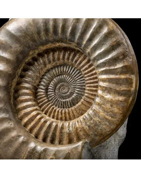 Ammonite Arietites Bucklandi