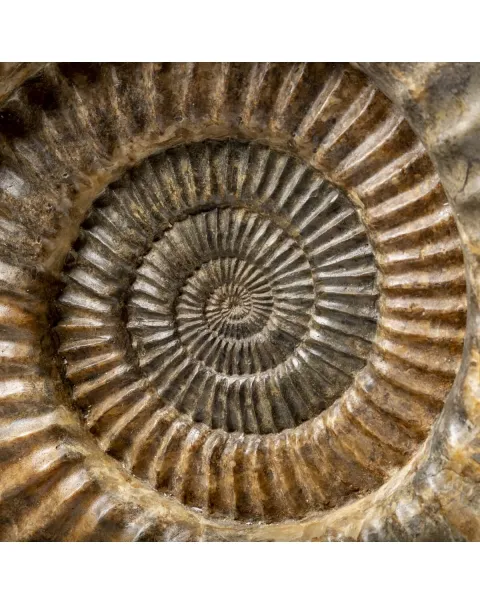 Ammonite Arietites Bucklandi