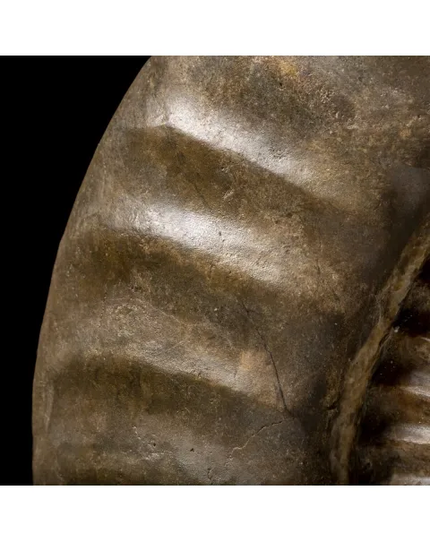 Ammonite Arietites Bucklandi