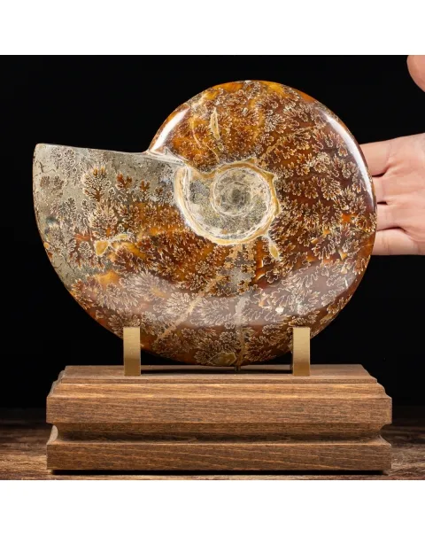 Ammonite Cleoniceras
