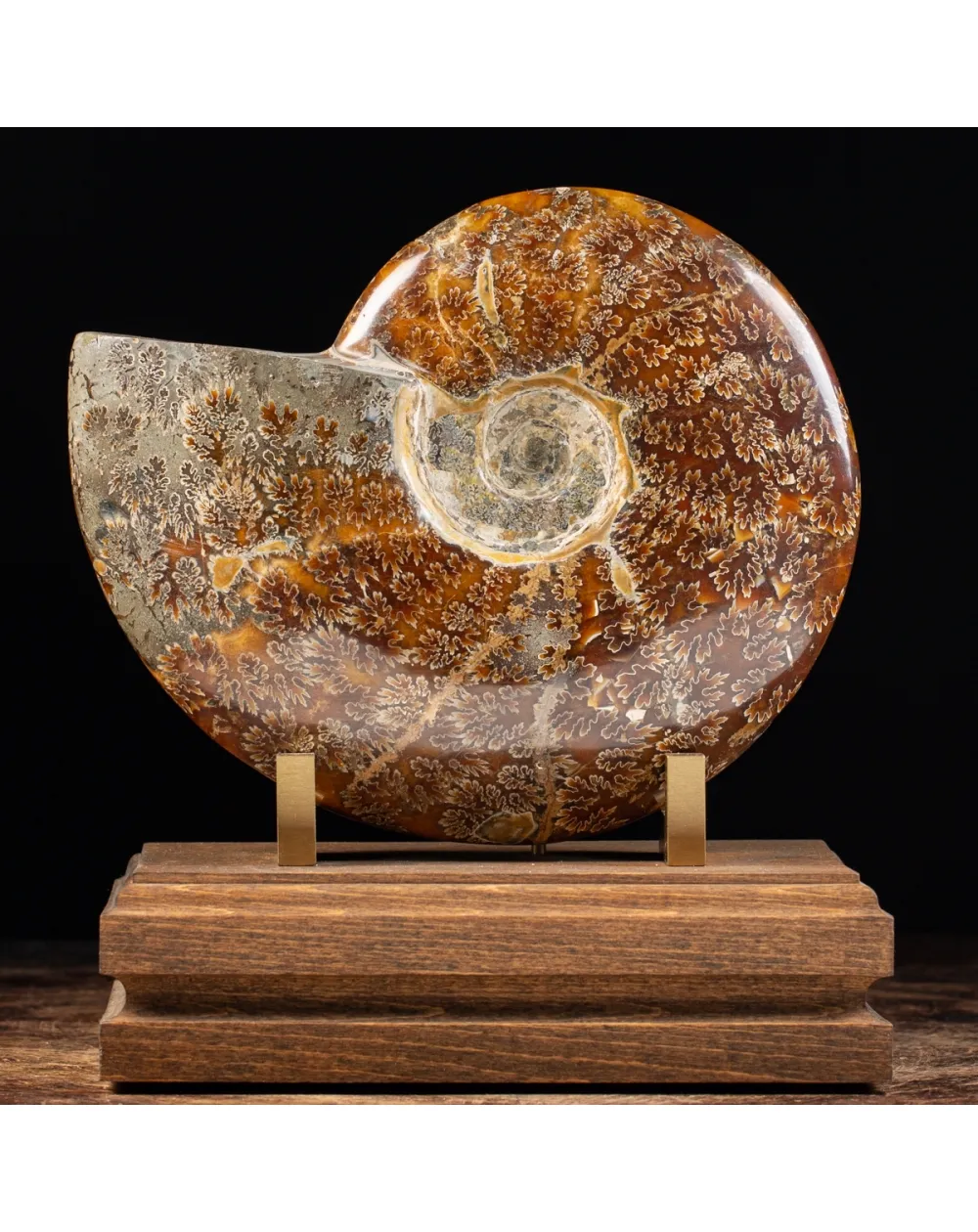 Ammonite Cleoniceras