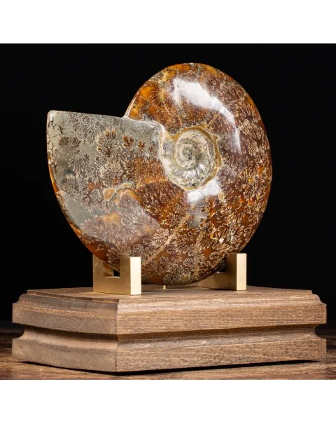 Ammonite Cleoniceras