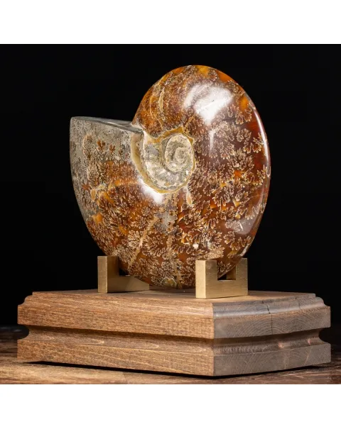 Ammonite Cleoniceras