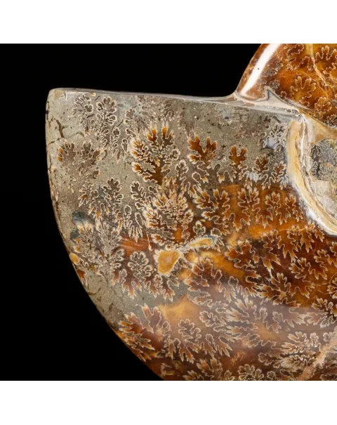 Ammonite Cleoniceras