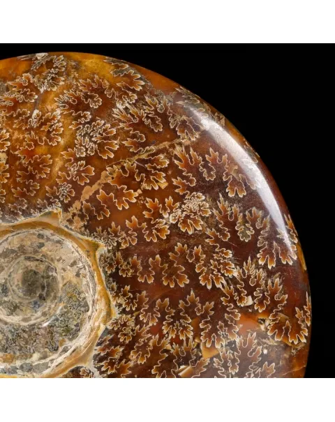 Ammonite Cleoniceras