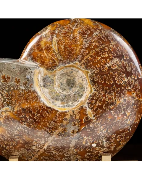 Ammonite Cleoniceras
