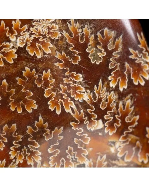Ammonite Cleoniceras