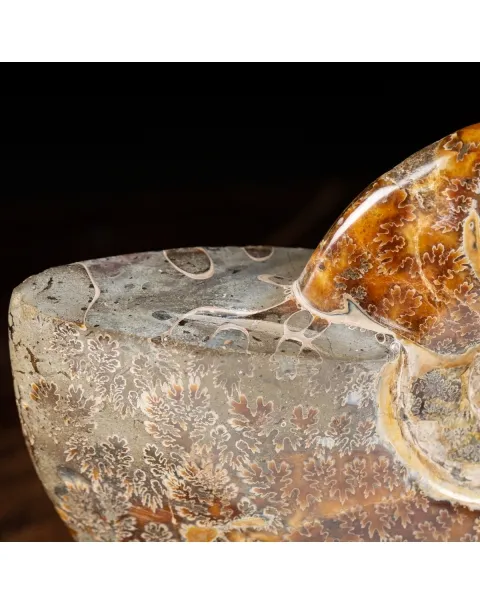 Ammonite Cleoniceras