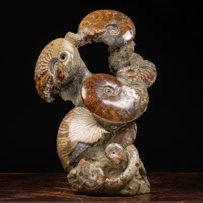 Gruppo di Ammoniti Cleoniceras e Nautilus 