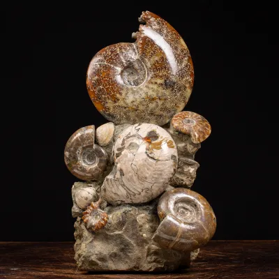 Gruppo di Ammoniti e Nautilus
