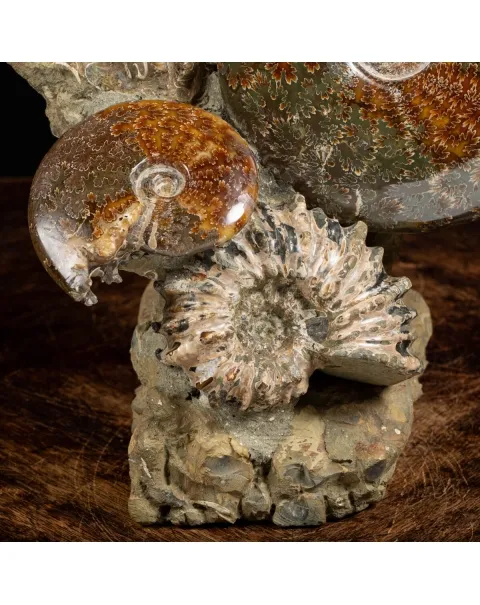 Gruppo di Ammoniti e Nautilus