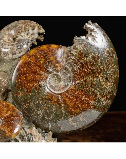 Gruppo di Ammoniti e Nautilus