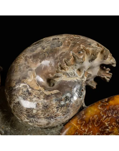 Gruppo di Ammoniti e Nautilus