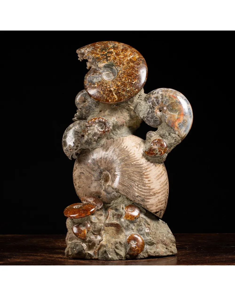 Gruppo di Ammoniti e Nautilus