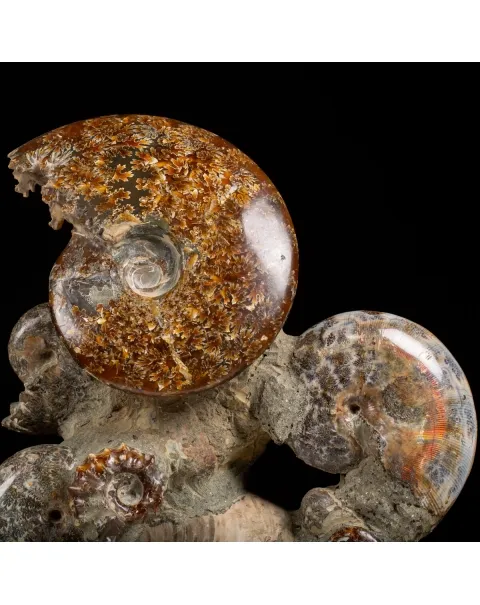 Gruppo di Ammoniti e Nautilus