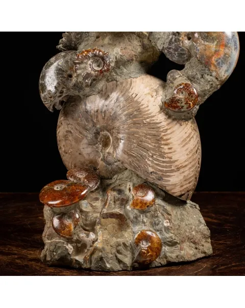 Gruppo di Ammoniti e Nautilus