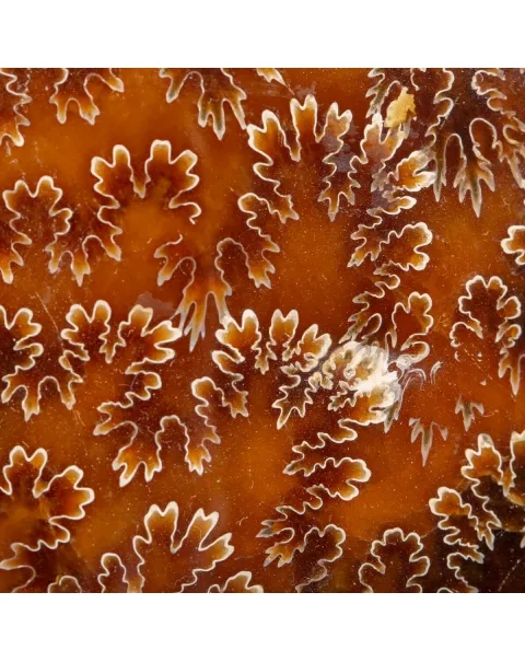 Gruppo di Ammoniti e Nautilus