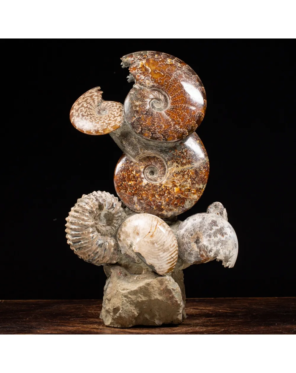Gruppo di Ammoniti e Nautilus