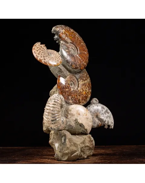 Gruppo di Ammoniti e Nautilus