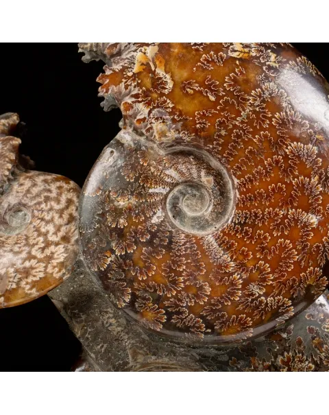 Gruppo di Ammoniti e Nautilus