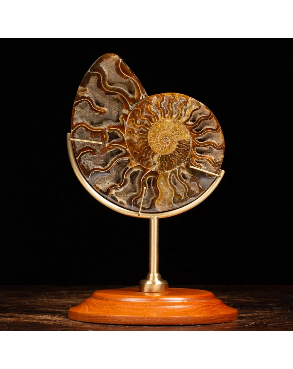 Ammonite Cleoniceras su Piedistallo