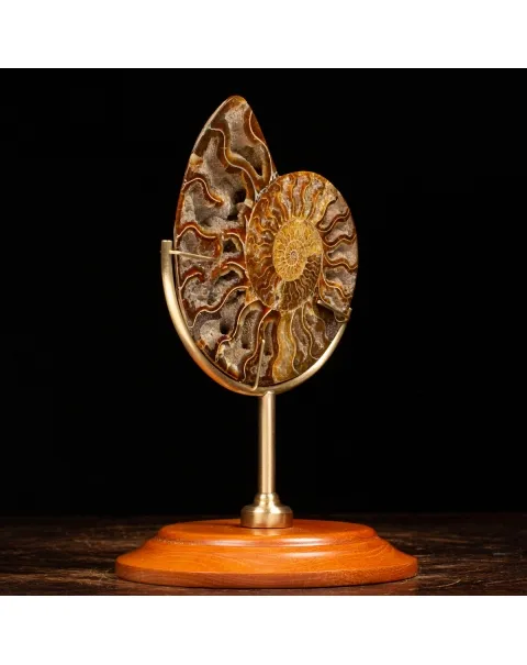 Ammonite Cleoniceras su Piedistallo