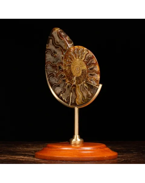Ammonite Cleoniceras su Piedistallo