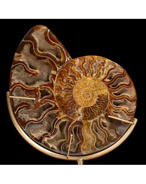 Ammonite Cleoniceras su Piedistallo