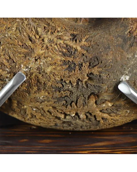 Ammonite Phylloceras