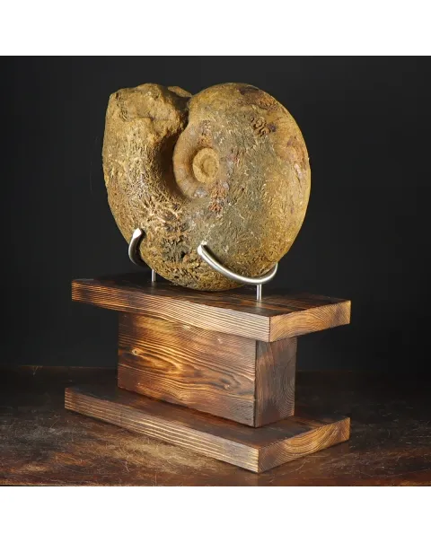 Ammonite Phylloceras