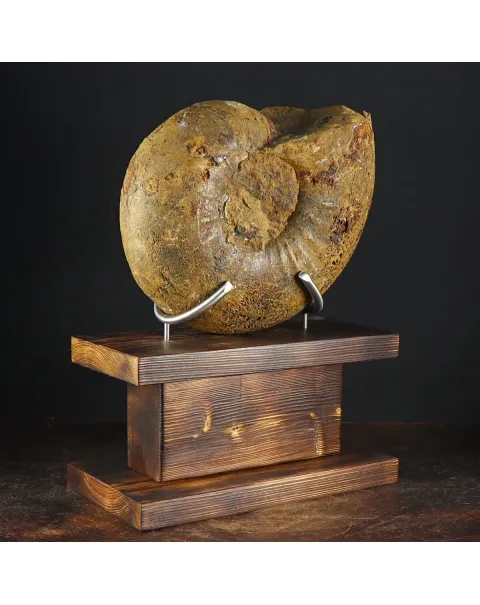 Ammonite Phylloceras