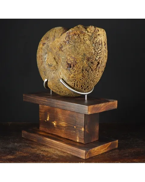 Ammonite Phylloceras