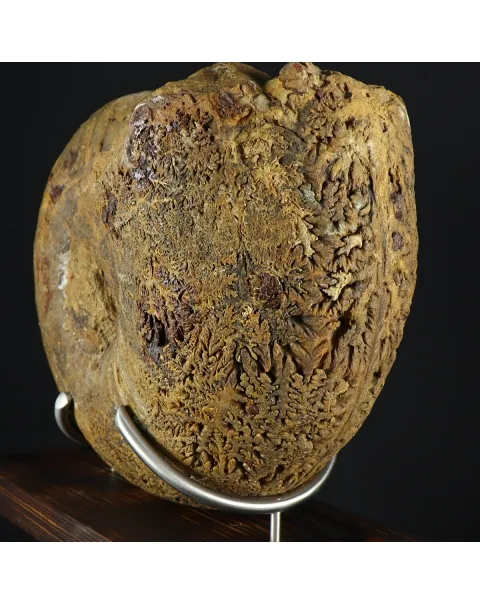 Ammonite Phylloceras