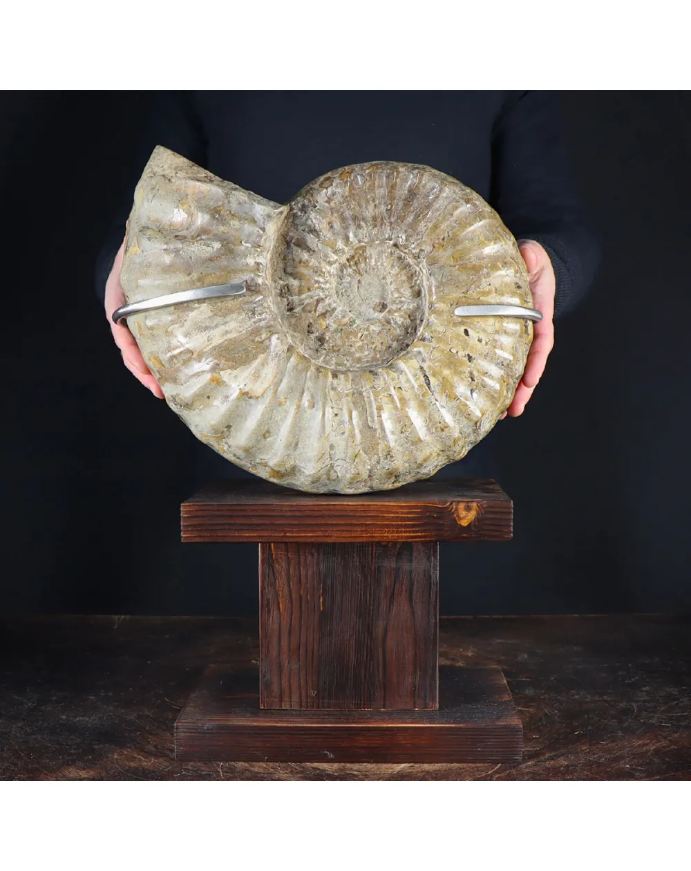 Ammonite Douvilleiceras