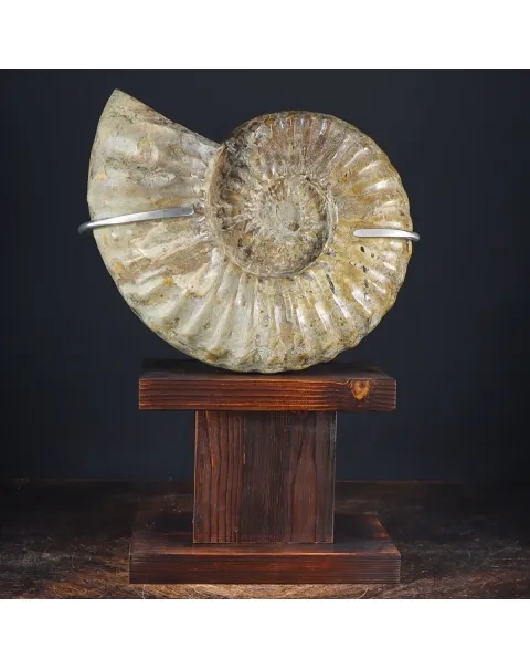 Ammonite Douvilleiceras