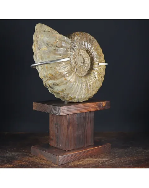 Ammonite Douvilleiceras