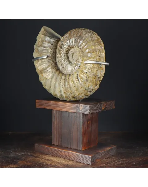 Ammonite Douvilleiceras