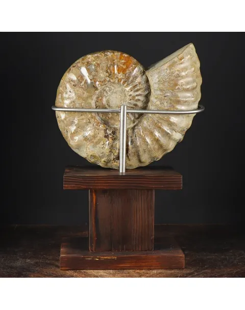 Ammonite Douvilleiceras